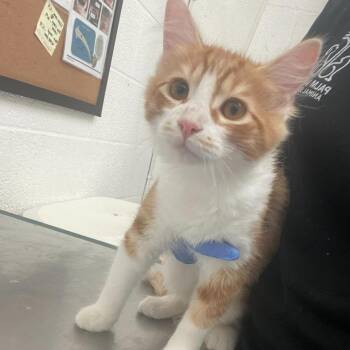 Domestic Medium Hair Cats Available for Adoption - Sonny | PetCurious