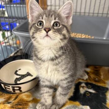 Inspector Thomas -  Domestic Short Hair Cat for Adoption in Puslinch, Ontario - Inspector Thomas | PetCurious