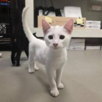 Voltage -  American Shorthair Cat for Adoption in Freeport, Florida - Voltage | PetCurious