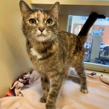 Stevie -  Domestic Short Hair Cat for Adoption in Rochester, Minnesota - Stevie | PetCurious
