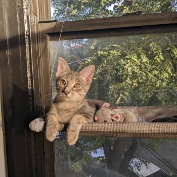 Rescue Domestic Short Hair Cats for Adoption in Chicago, Illinois - Baguette | PetCurious