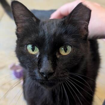 Luna -  Domestic Short Hair Cat Available for Adoption in Jefferson, Wisconsin - Luna | PetCurious