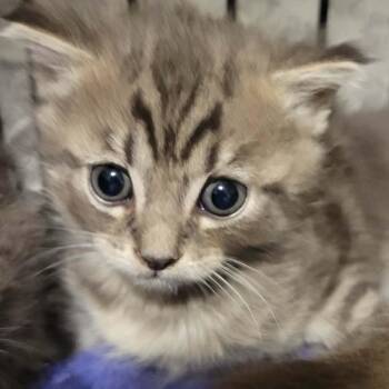 Zenon -  Domestic Short Hair Cat for Adoption in Danbury, Connecticut - Zenon | PetCurious
