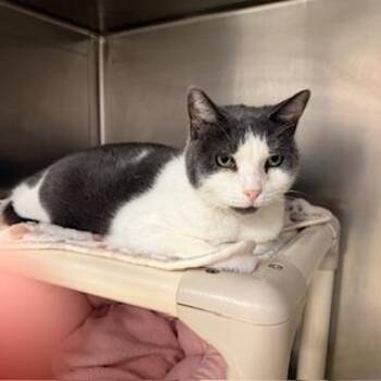 American Shorthair Cats Available for Adoption - Terrence Peterson | PetCurious