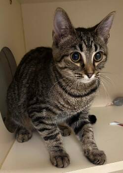 Domestic Short Hair Cats Available for Adoption - Valentina | PetCurious