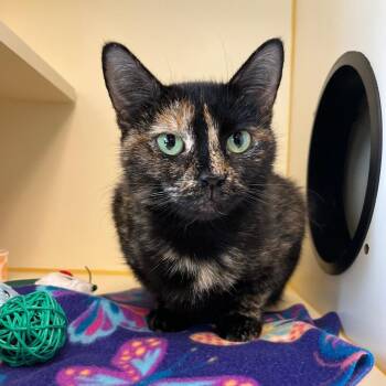 Domestic Short Hair Cats Available for Adoption in Concord, New Hampshire - Maple Aka Luna | PetCurious