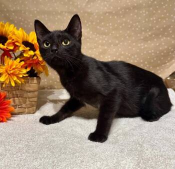 Bruh -  Domestic Short Hair Cat for Adoption in Groveland, Massachusetts - Bruh | PetCurious