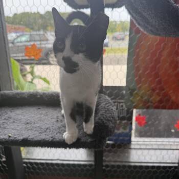 Rescue Domestic Short Hair Cats for Adoption in Absecon, New Jersey - Spot | PetCurious