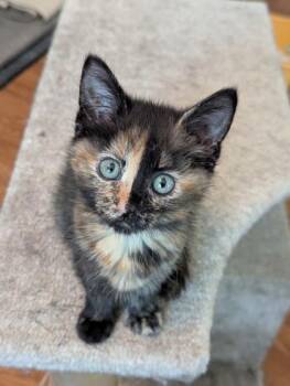 Friskie -  Domestic Short Hair Cat for Adoption in Port Republic, Maryland - Friskie | PetCurious