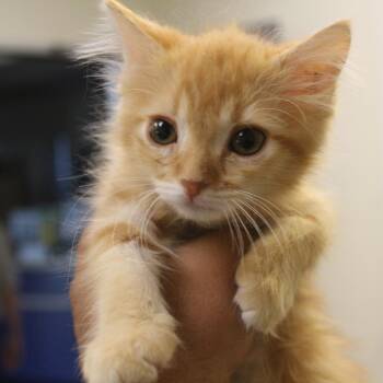 Tater Tot -  Domestic Medium Hair Cat for Adoption in Yucca Valley, California - Tater Tot | PetCurious