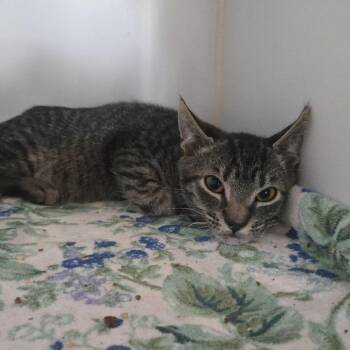 Raisinet -  Domestic Short Hair Cat for Adoption in Salisbury, Massachusetts - Raisinet | PetCurious