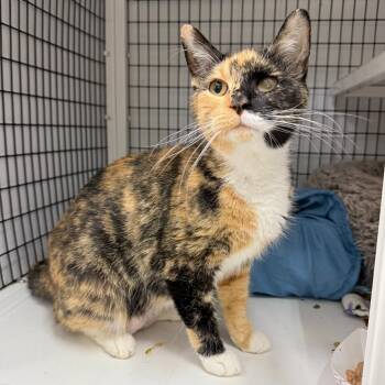 Pomma -  Domestic Short Hair Cat for Adoption in Trenton, New Jersey - Pomma | PetCurious