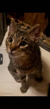 Domestic Short Hair Cats Available for Adoption - Diego | PetCurious