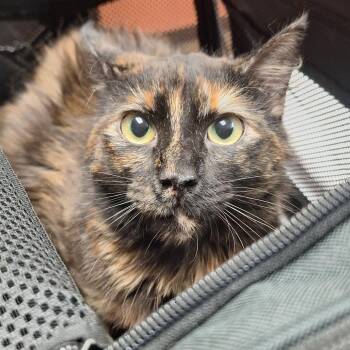 Lark - Pretty & Sweet -  Domestic Medium Hair Cat for Adoption in Flagstaff, Arizona - Lark - Pretty & Sweet | PetCurious
