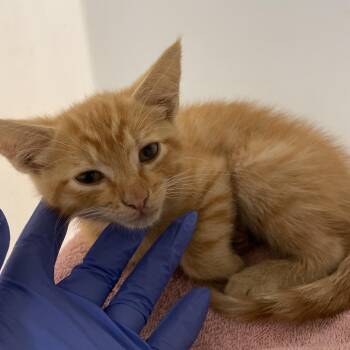 Lychee -  Domestic Short Hair Cat for Adoption in Pasadena, California - Lychee | PetCurious