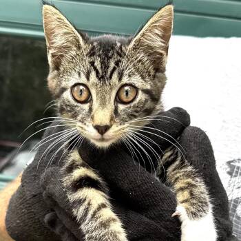 Rescue Tabby and Domestic Short Hair Cats for Adoption in Sequatchie, Tennessee - Mittens-girl | PetCurious