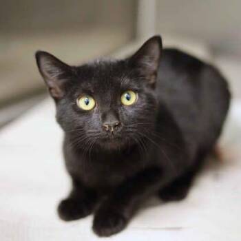Noelle -  Domestic Short Hair Cat for Adoption in Atlanta, Georgia - Noelle | PetCurious