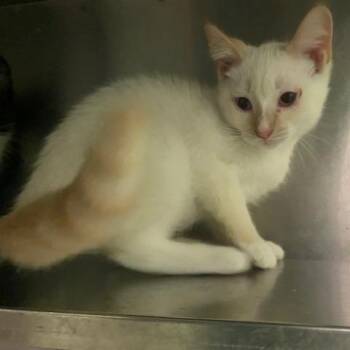 Zucchini -  Domestic Short Hair Cat for Adoption in Dayton, Ohio - Zucchini | PetCurious