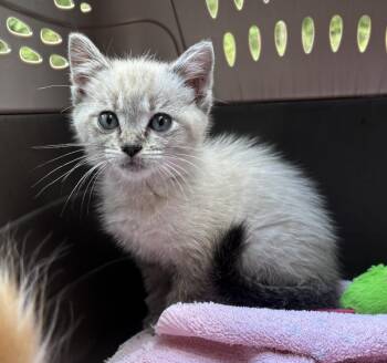 Duchess -  Domestic Short Hair Cat for Adoption in Bedford, Virginia - Duchess | PetCurious