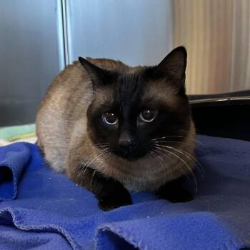 Siamese Cats Available for Adoption - Ash | PetCurious