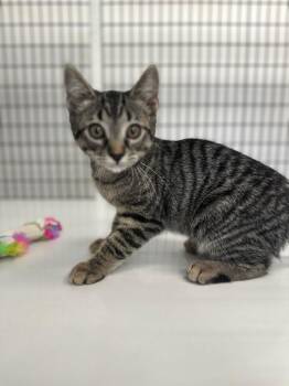 Blk & Grey tiger -  Domestic Medium Hair Cat for Adoption in Green River, Wyoming - Blk & Grey Tiger | PetCurious
