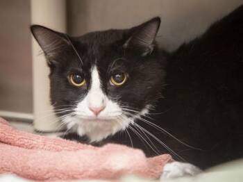 PUPPY -  Domestic Short Hair Cat for Adoption in Phoenix, Arizona - PUPPY | PetCurious
