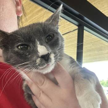 Bluebell -  Domestic Short Hair Cat for Adoption in Leander, Texas - Bluebell | PetCurious