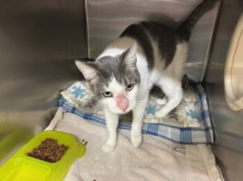 Rescue Domestic Short Hair Cats for Adoption in Moreno Valley, California - FROSTY | PetCurious