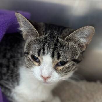 Rescue Domestic Short Hair Cats for Adoption in Nashville, Tennessee - Baby Sue | PetCurious