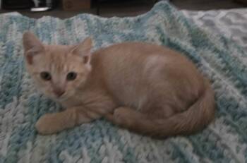 Rebel -  Domestic Short Hair Cat for Adoption in Raymond, Washington - Rebel | PetCurious
