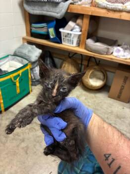 Jelly -  Domestic Short Hair Cat for Adoption in Bossier City, Louisiana - Jelly | PetCurious