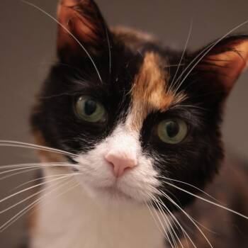 Peanut Butter -  Domestic Short Hair Cat for Adoption in Philadelphia, Pennsylvania - Peanut Butter | PetCurious