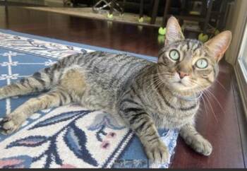 Domestic Short Hair Cats Available for Adoption in Fairfax, Virginia - Butter | PetCurious