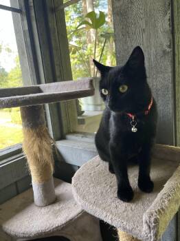 Astrid -  Domestic Short Hair Cat for Adoption in Morganton, North Carolina - Astrid | PetCurious