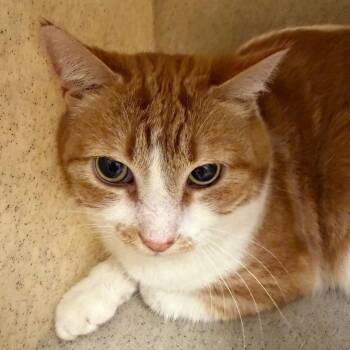 Dini -  Domestic Short Hair Cat for Adoption in Reno, Nevada - Dini | PetCurious