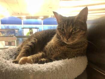 Sandy -  Domestic Short Hair Cat for Adoption in Corpus Christi, Texas - Sandy | PetCurious