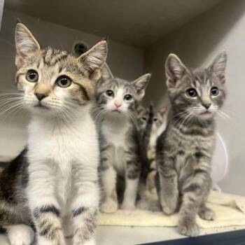 Slinky -  Domestic Short Hair Cat for Adoption in Dayton, Ohio - Slinky | PetCurious