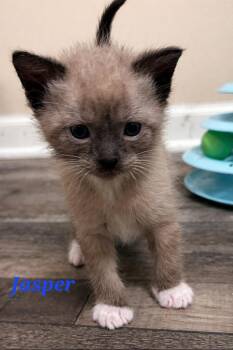 Snowshoe and Siamese Cats Available for Adoption in Merrillville, Indiana - Jasper | PetCurious