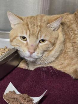 FRODO -  Domestic Short Hair Cat for Adoption in Hagerstown, Maryland - FRODO | PetCurious