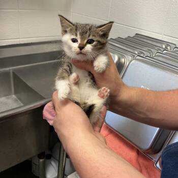 Wormie -  Domestic Short Hair Cat for Adoption in Spruce Pine, North Carolina - Wormie | PetCurious