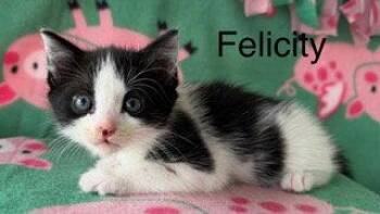Felicity -  Domestic Short Hair Cat for Adoption in Oakland Park, Florida - Felicity | PetCurious