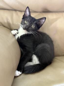 Rescue Domestic Short Hair Cats for Adoption in New Smyrna Beach, Florida - Tallulah | PetCurious