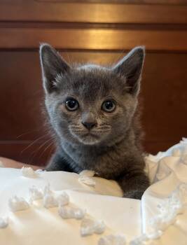 Rescue Domestic Short Hair and Tabby Cats for Adoption in Lincoln Park, Michigan - Tilly | PetCurious