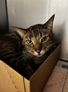 Rescue Domestic Short Hair Cats for Adoption in West Chester, Pennsylvania - Storm | PetCurious