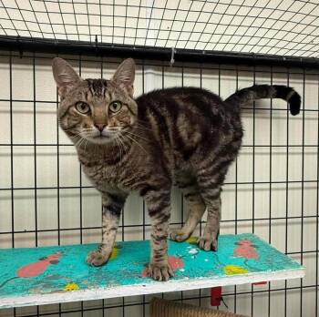 Greg -  Domestic Short Hair Cat for Adoption in Maryville, Missouri - Greg | PetCurious