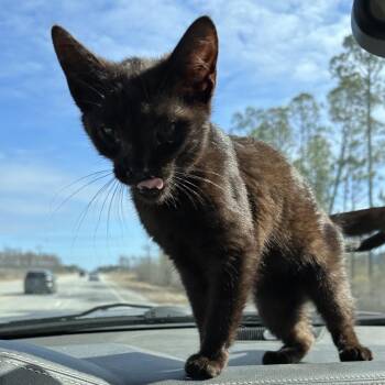 Domestic Short Hair Cats Available for Adoption - Cricket | PetCurious