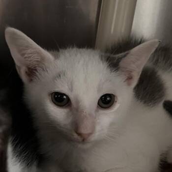 Rainbow -  Domestic Short Hair Cat for Adoption in Marshall, Virginia - Rainbow | PetCurious