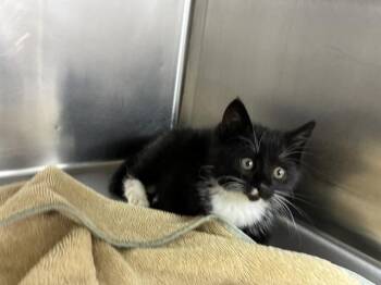 Domestic Short Hair Cats Available for Adoption in Salinas, California - JADA | PetCurious