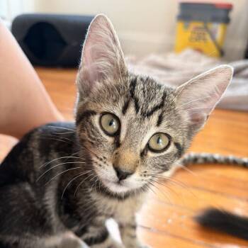 Billie -  Domestic Short Hair Cat for Adoption in New York, New York - Billie | PetCurious