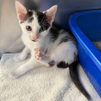 Sandy -  Domestic Short Hair Cat for Adoption in Lake Panasoffkee, Florida - Sandy | PetCurious